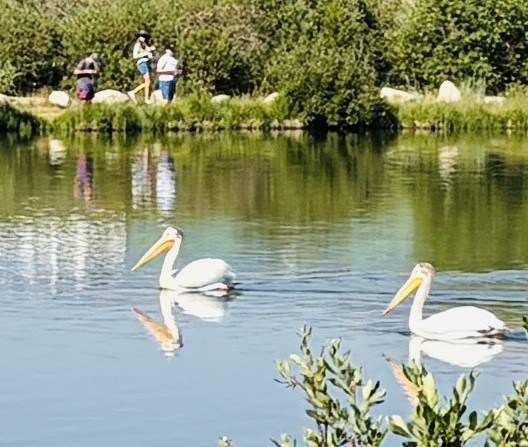 pelicans pelicans